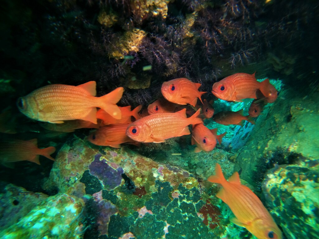 Panamic soldierfish