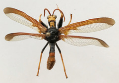 Euclimacia torquata