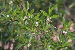 Myoporum montanum
