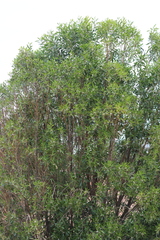 Myoporum montanum