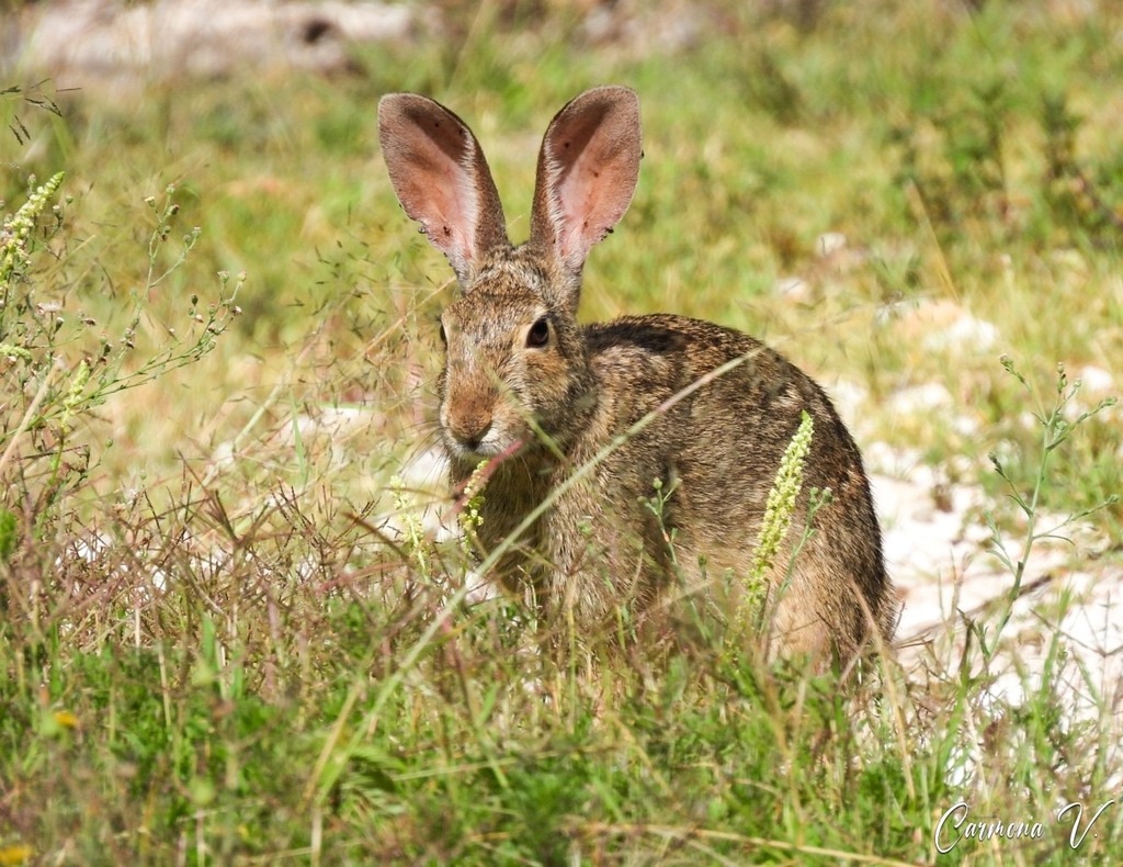 Mexican Cottontail from 69675 San Juan Sayultepec, Oax., México on