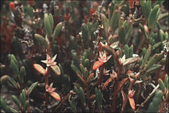 Hemichroa pentandra