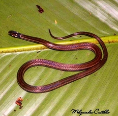 Tantilla armillata