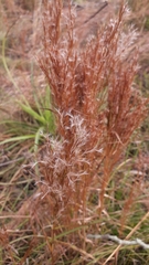 Schizachyrium microstachyum