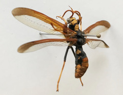 Euclimacia torquata
