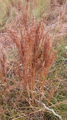 Schizachyrium microstachyum