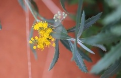 Senecio lanibracteus