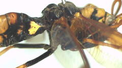 Euclimacia torquata