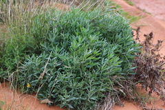 Senecio lanibracteus