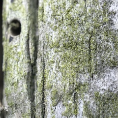 Hypocenomyce scalaris