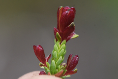 Exobasidium cassiopes