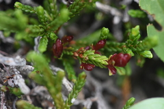 Exobasidium cassiopes