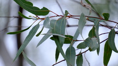 Eucalyptus camaldulensis arida