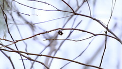 Eucalyptus camaldulensis arida