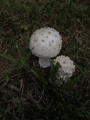 Amanita
