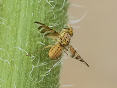 Chaetorellia australis