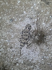 Phrynosoma goodei