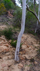 Eucalyptus camaldulensis arida