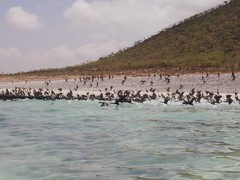 Phalacrocorax nigrogularis