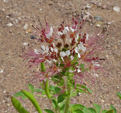 Polanisia dodecandra trachysperma