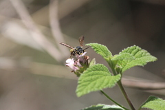 Paranthidium gabbii
