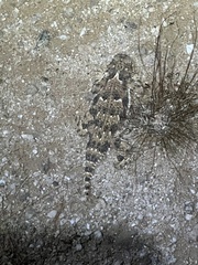 Phrynosoma goodei