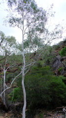 Eucalyptus camaldulensis arida