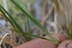 Carex tahoensis