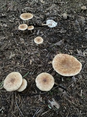Fungi