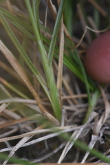Carex tahoensis