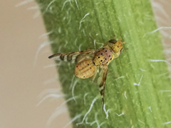 Chaetorellia australis