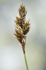 Carex tahoensis
