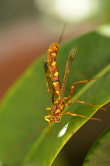 Megarhyssa greenei