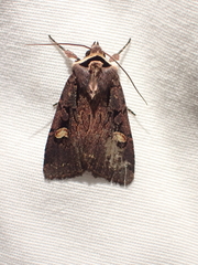 Adelphagrotis indeterminata