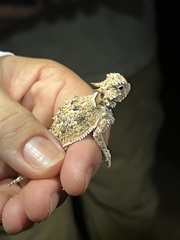Phrynosoma goodei