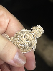 Phrynosoma goodei