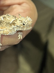 Phrynosoma goodei