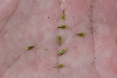 Carex tahoensis