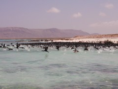 Phalacrocorax nigrogularis