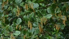 Alnus maritima