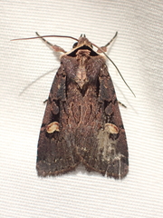 Adelphagrotis indeterminata