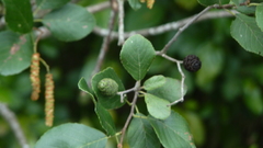 Alnus maritima