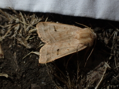 Dichagyris variabilis