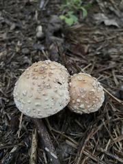 Amanita