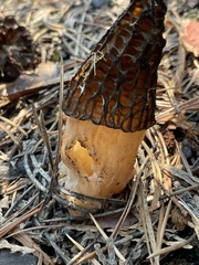 Morchella importuna
