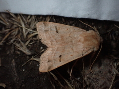 Dichagyris variabilis