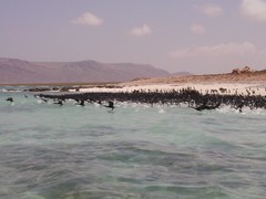 Phalacrocorax nigrogularis