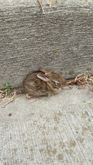 Sylvilagus floridanus