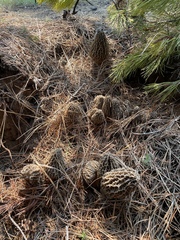 Morchella tomentosa