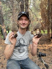 Morchella tomentosa